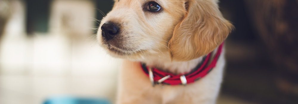 pet health insurance Franklin TN